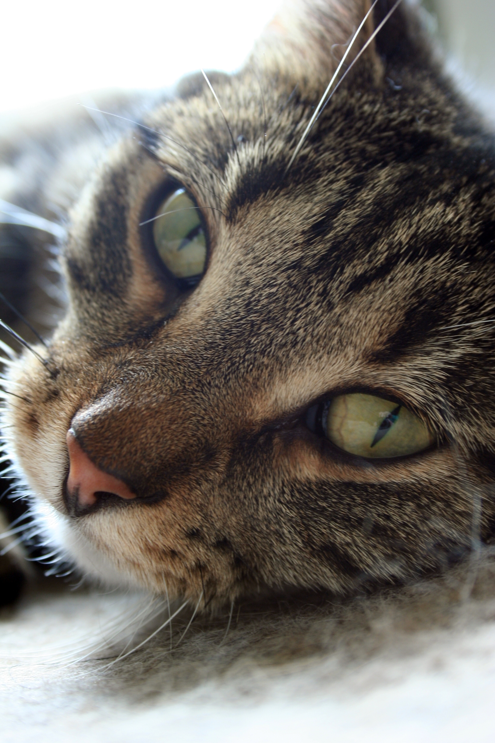 Freckles