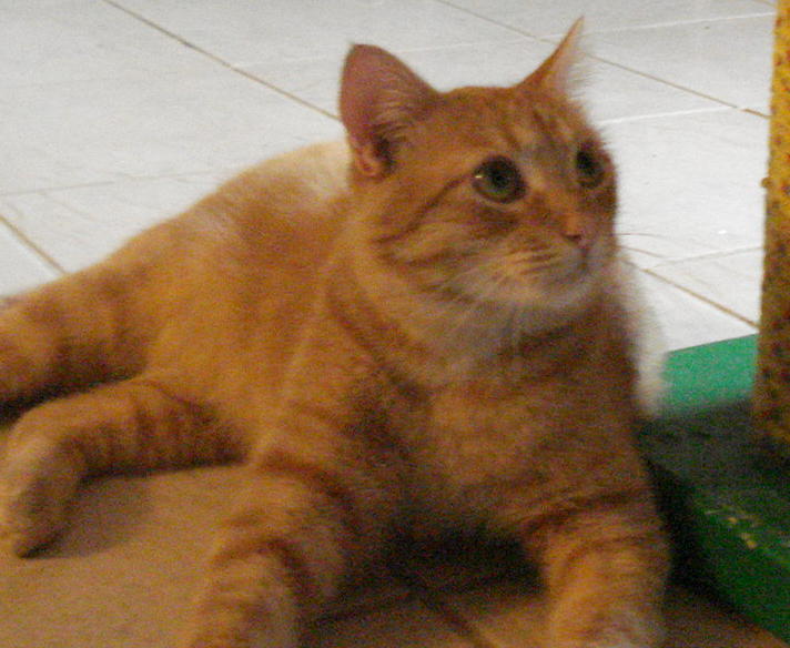 Morris